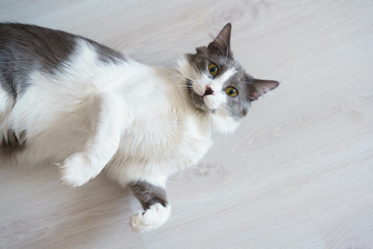 A cat rolling around A cat rolling around