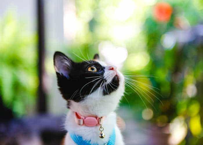 A curious kitten A curious kitten