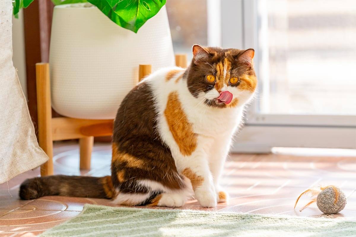 A cat sitting proudly A cat sitting proudly