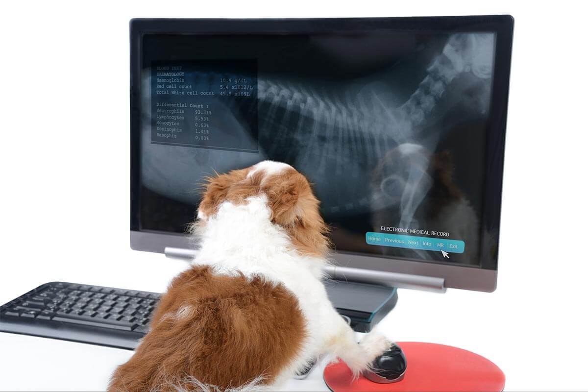 A dog looking at x-ray A dog looking at x-ray