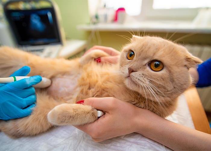 Cat getting an ultrasound