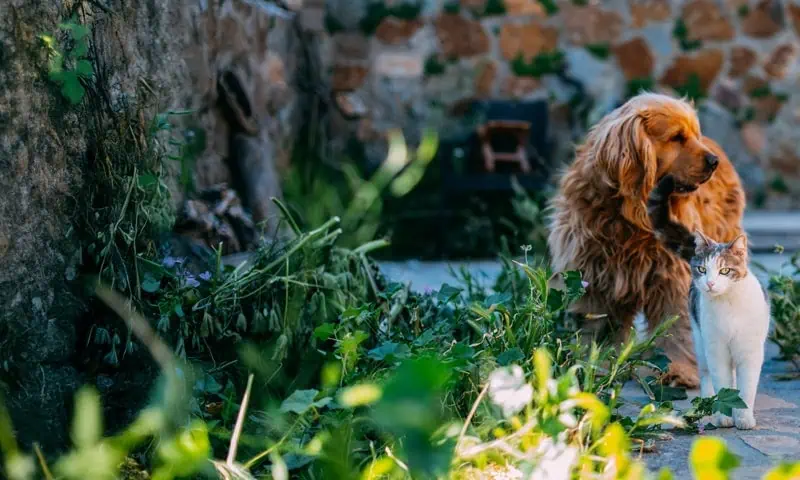 Senior dog and cat standing in a garden.