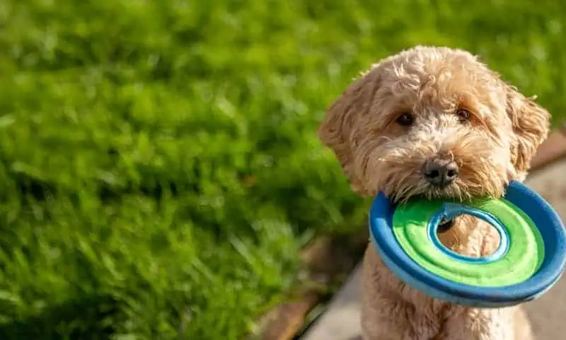 Cute doodle holding a frisbee