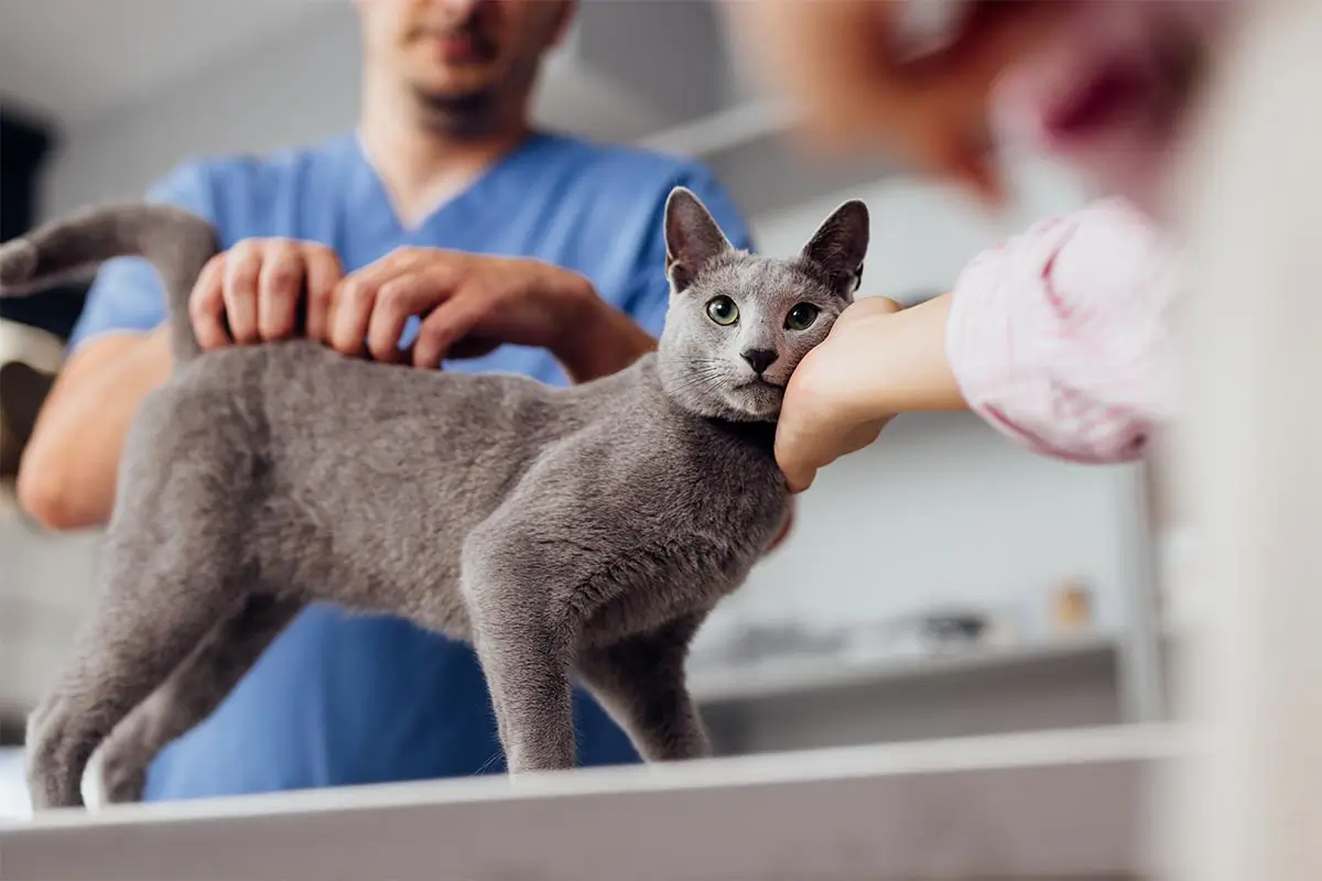 Gray cat receiving veterinary care