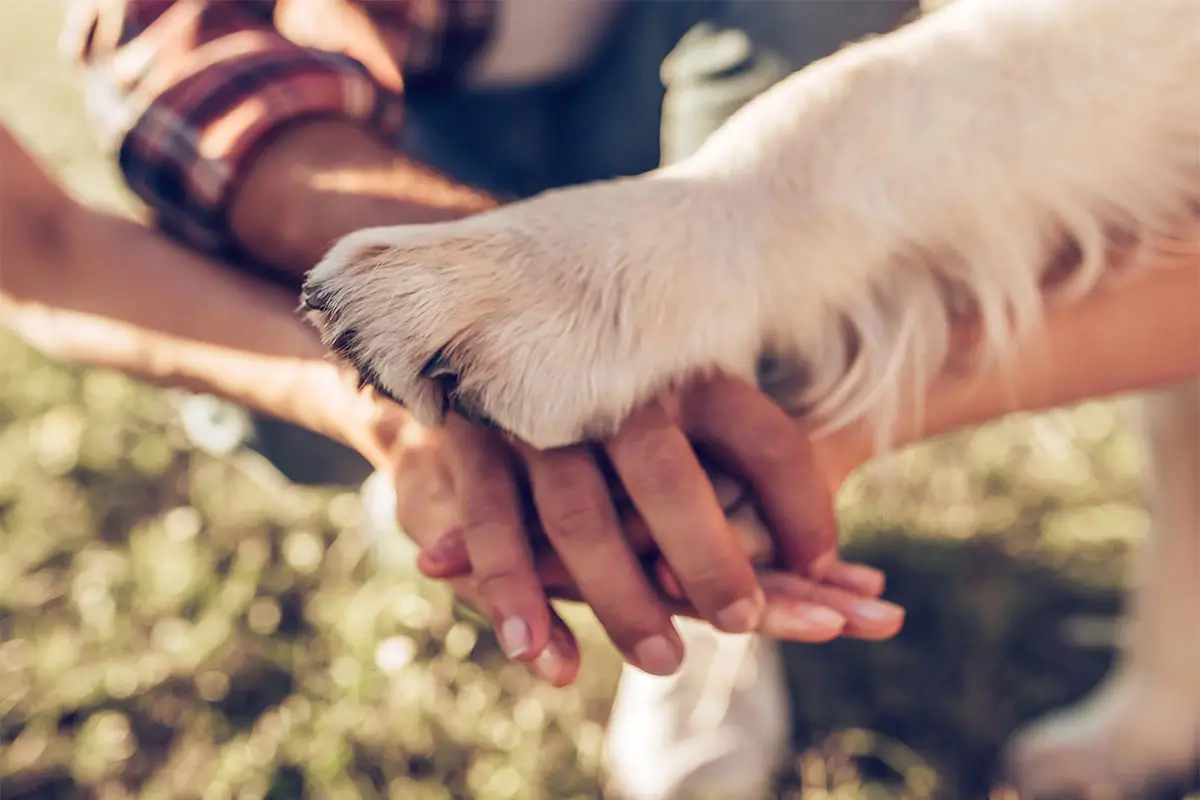 Hands and paws together