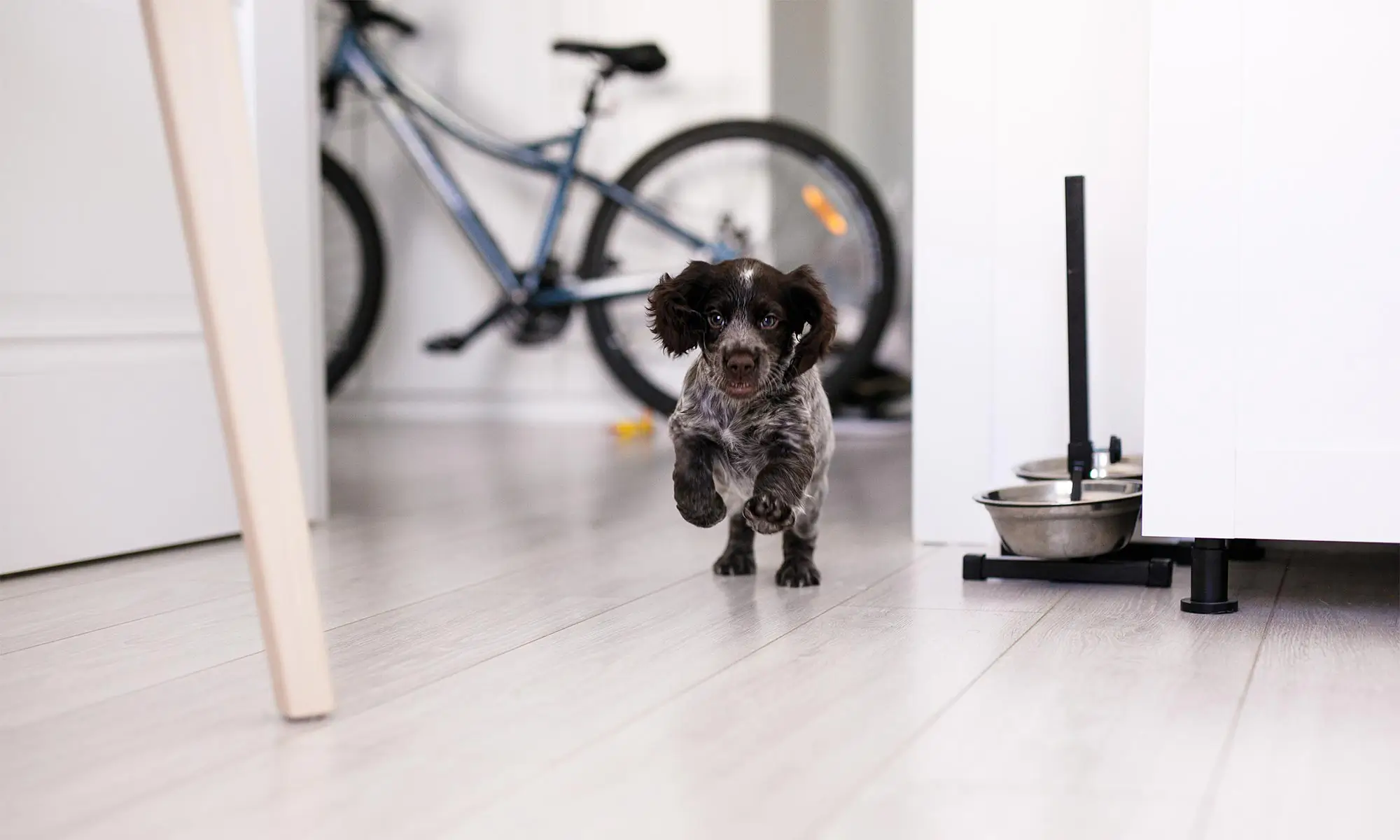 A running puppy