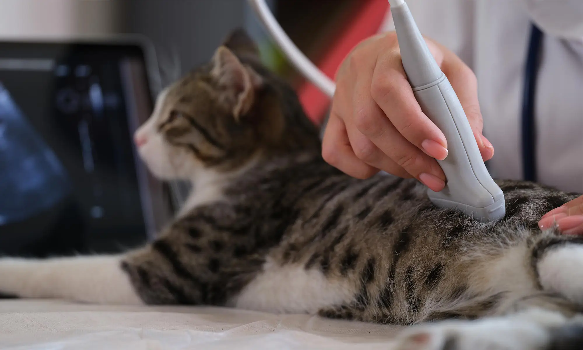 A cat being checked with ultrasound