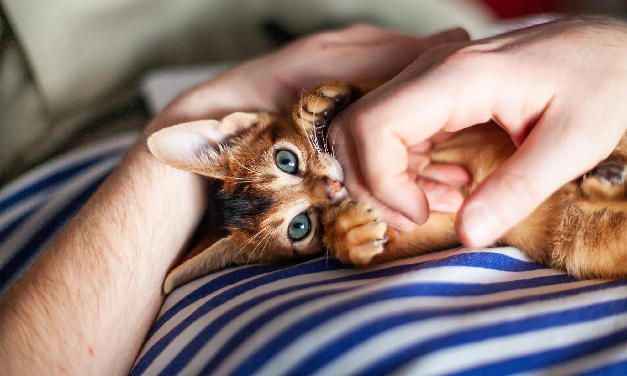 A playful kitten