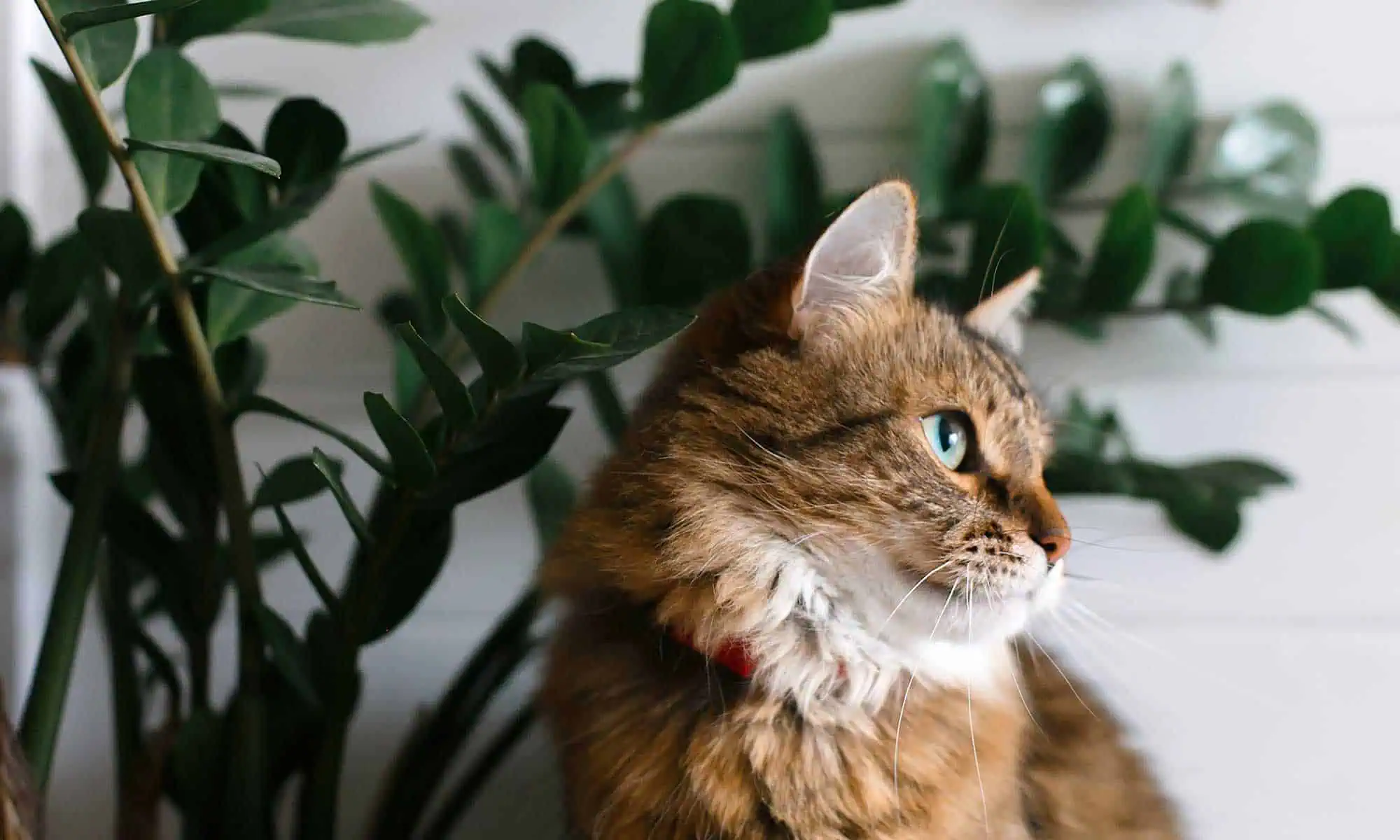 Cat laying by a plant
