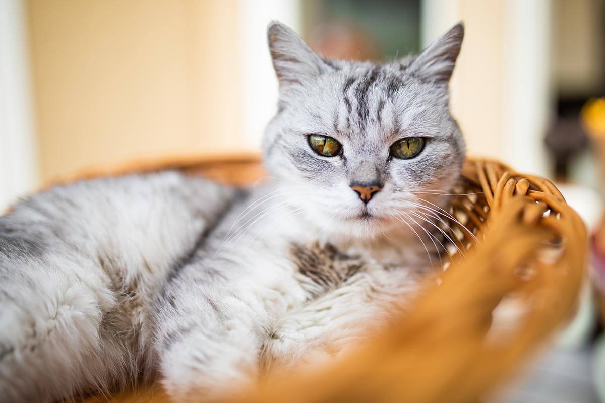 A cat laying in their bed A cat laying in their bed