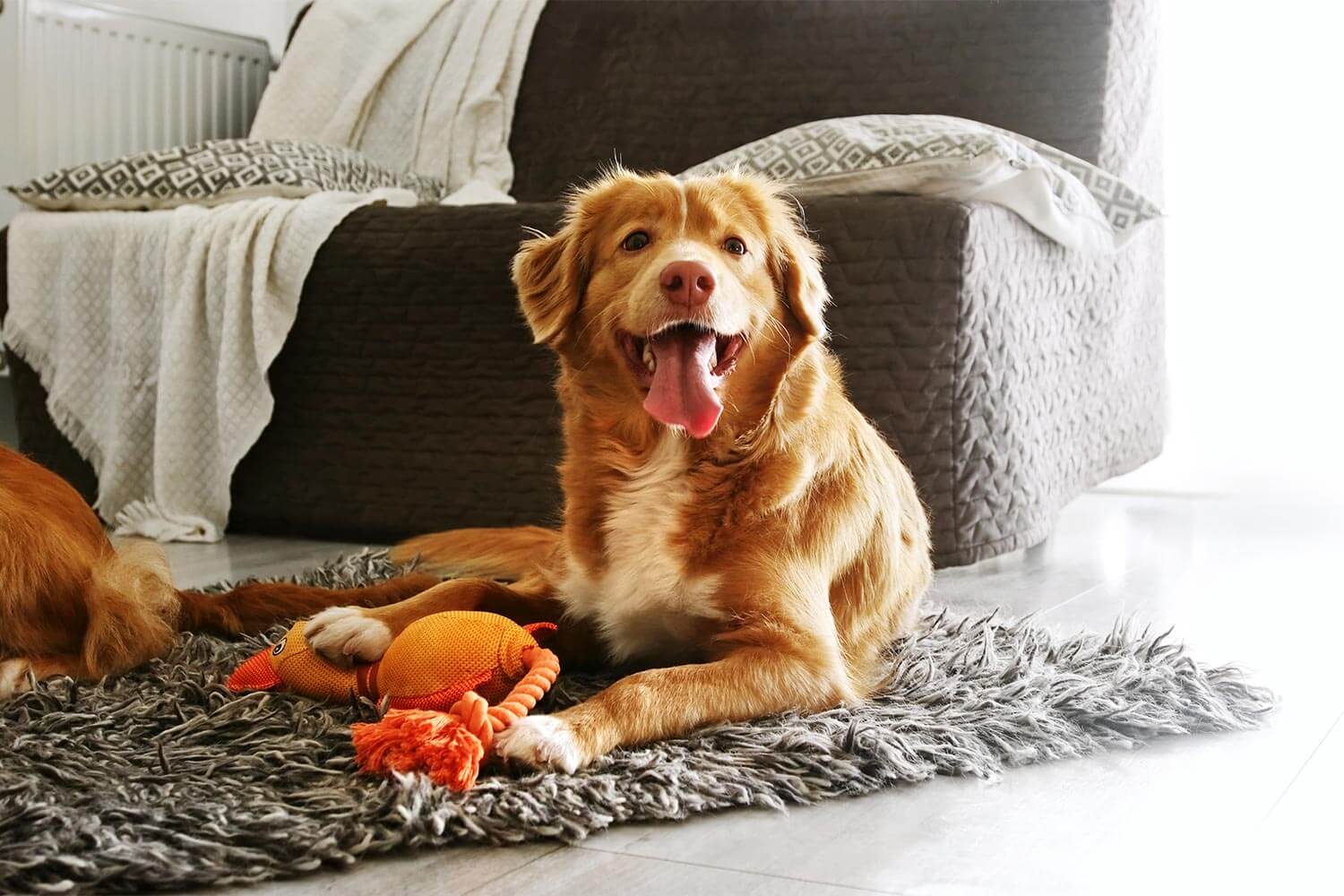 A dog playing with a toy A dog playing with a toy