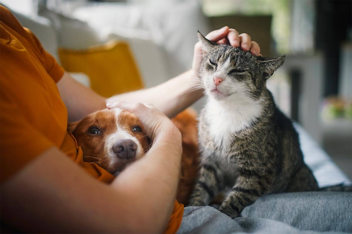 An old dog and cat with their human An old dog and cat with their human