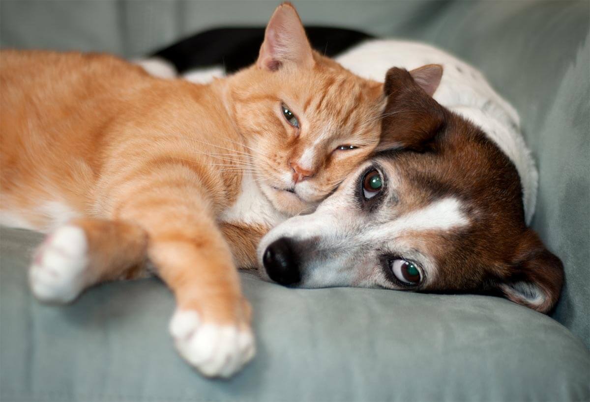 A dog and cat cuddling A dog and cat cuddling