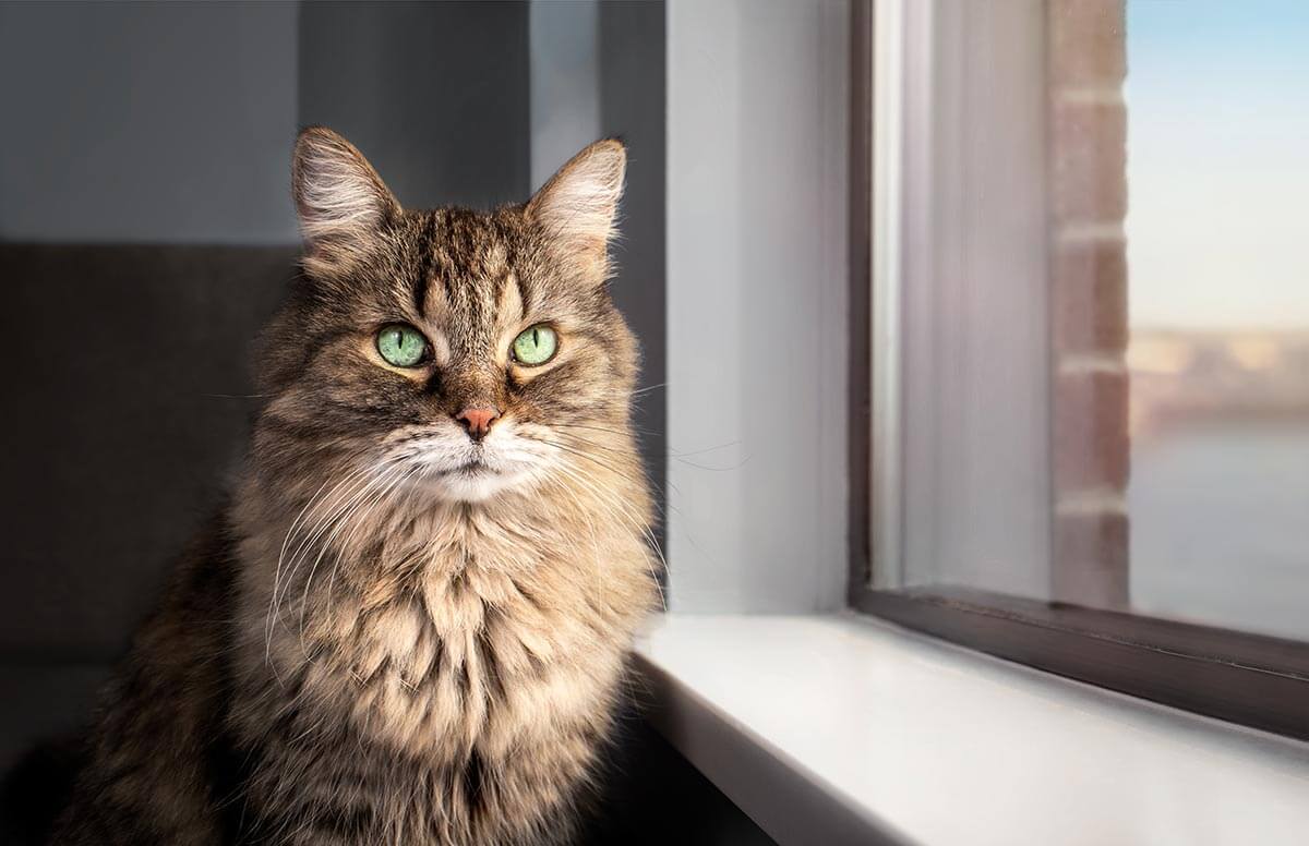 A cat sitting by the window A cat sitting by the window