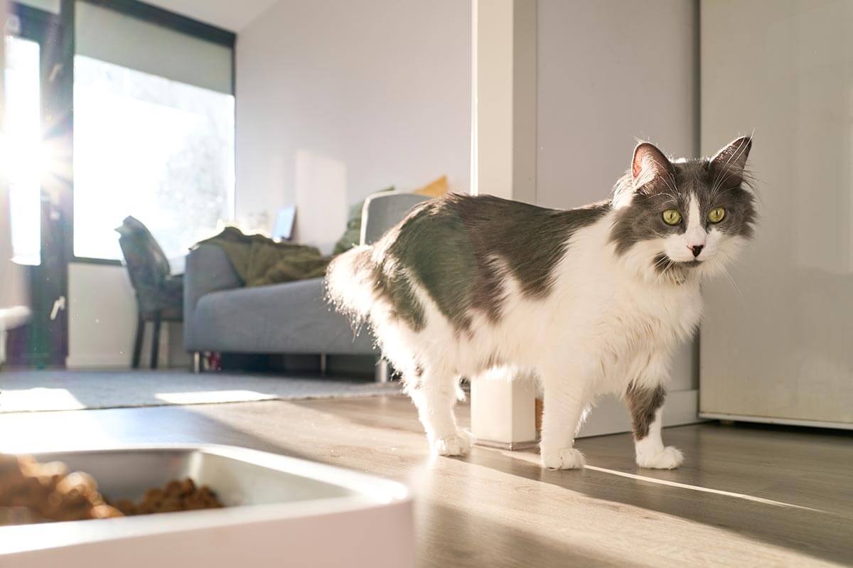 A cat indoors A cat indoors