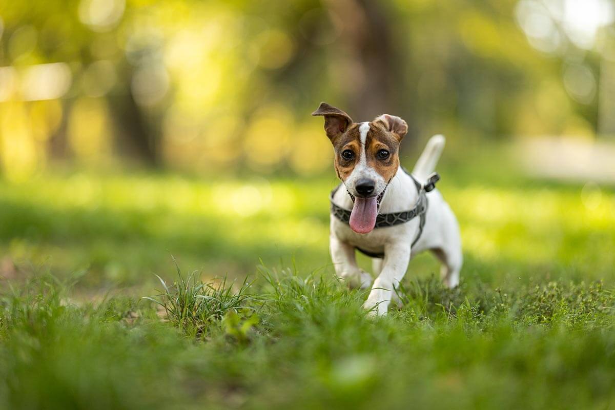 A puppy trotting A puppy trotting