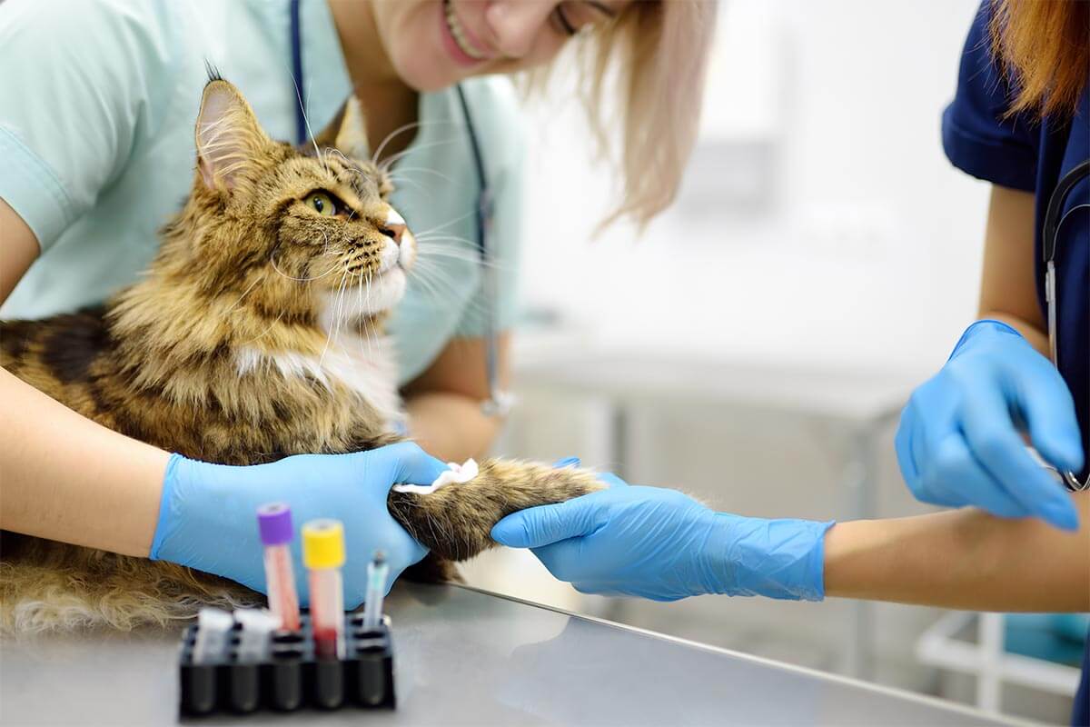 A cat being examined A cat being examined